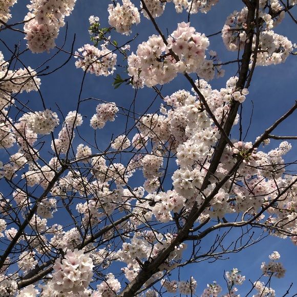 Meet your Posher, Sonya - Picture 4 of 14